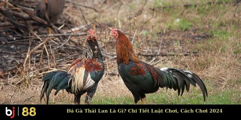 đá gà Thái Lan