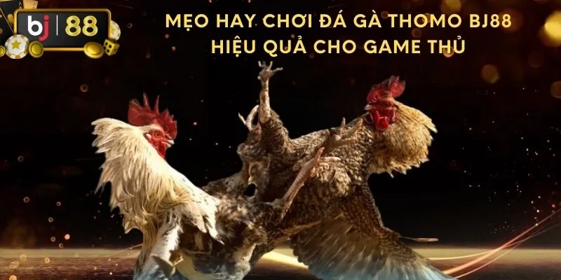 Mẹo hay chơi đá gà thomo BJ88 hiệu quả cho game thủ